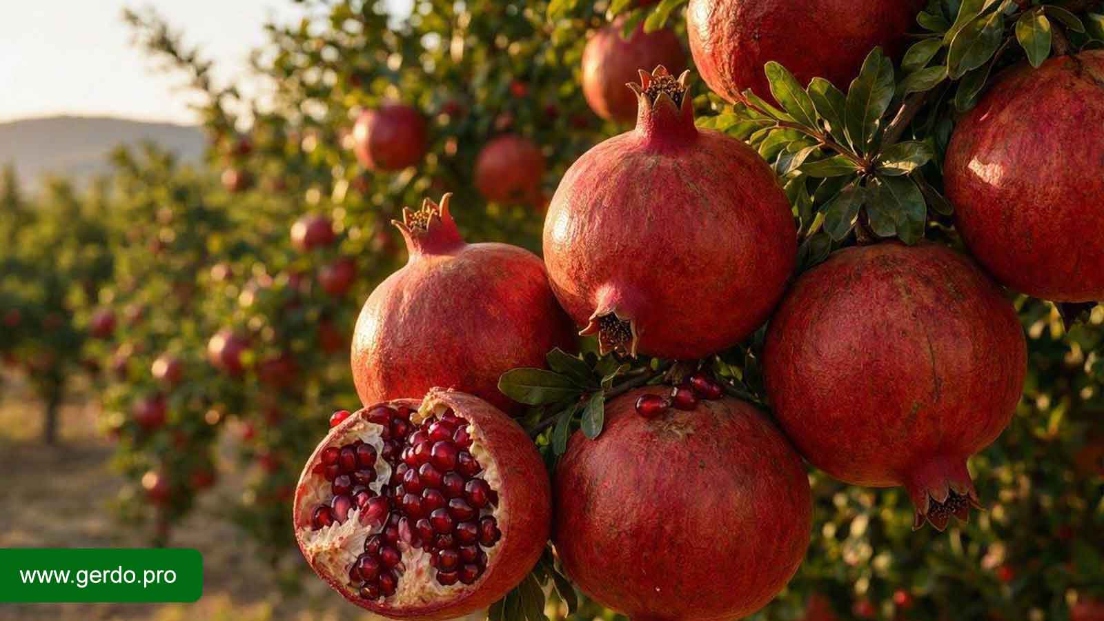 نهال انار چند ساله میوه میدهد