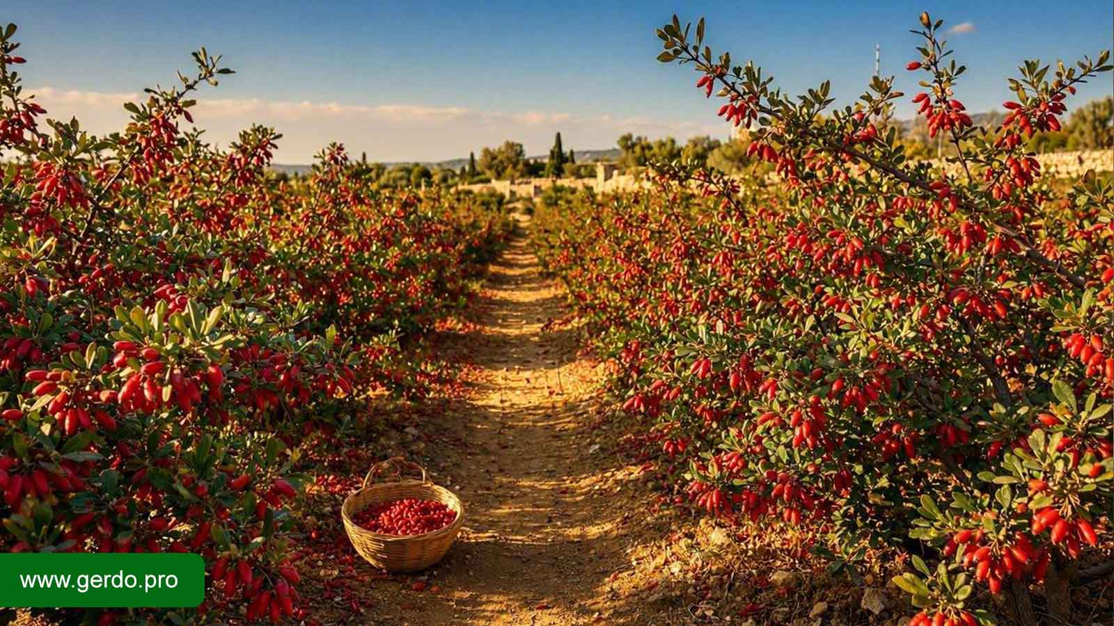 خرید نهال زرشک در کرج | قیمت روز و معرفی ارقام