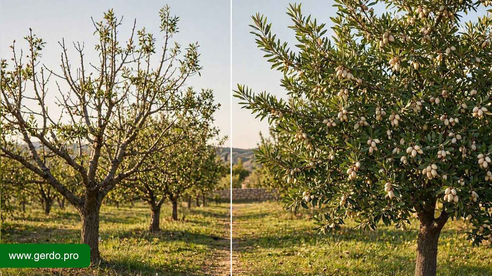 علائم نهال بادام بی‌کیفیت و روش تشخیص نهال سالم