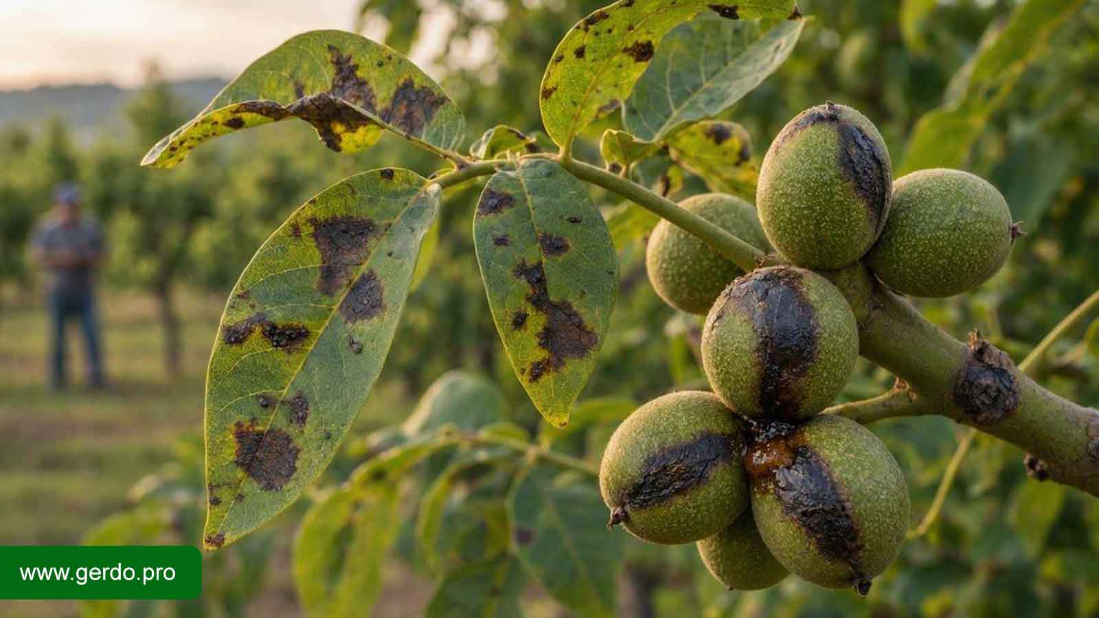 سیاه شدن شاتون و گل‌های درخت گردو بر اثر بلایت